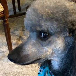 Poodles from Moyen Poodles of The Magic City