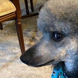 Poodles from Moyen Poodles of The Magic City