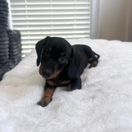 Slinky - Black and tan male Dachshund puppy in Waycross, Georgia from Southern Paws