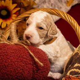 Merle Haggard - Parti male Poodle puppy in Ten Mile, Tennessee from Bella's Beauties Moyen Poodles