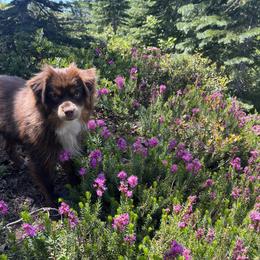Cooper - Toy Australian Shepherd
