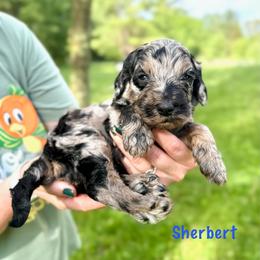 Sherbert - Merle male Bernedoodle puppy in Midland, Michigan from Northern Charm Farm