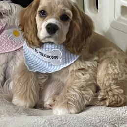 Cocker Spaniel Puppies from K&M crocker Spaniels