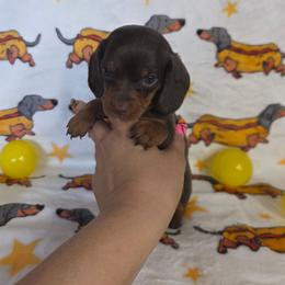 Chocolate and Tan Girl 2 - Chocolate and tan female Dachshund puppy in Austin, Colorado from Colorado Mini Dachshunds & Mini Pomskies