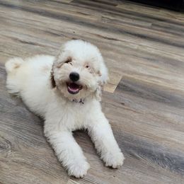 Arista - Parti female Goldendoodle puppy in Fordland, Missouri from K&K's Puppy Kingdom
