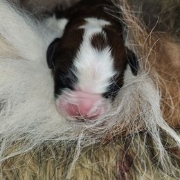 Saint Bernard Puppies from Amber's Saint Bernards