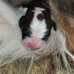 Saint Bernard Puppies from Amber's Saint Bernards