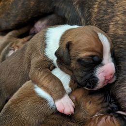 Sage - full white collar - Fawn Boxer puppy in Wellington, Ohio from Brinkhaven Boxers