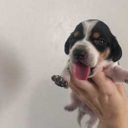 Archie - Piebald male Dachshund puppy in Conroe, Texas from R&M Dachshunds