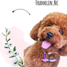 Lady - Poodle