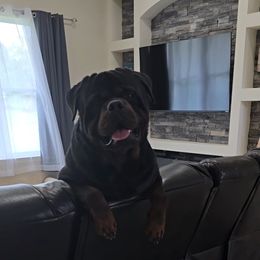 Tank - Rottweiler