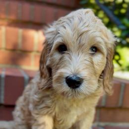 Sage - Apricot male Goldendoodle puppy in Asheboro, North Carolina from Magnolia Farm Doodles