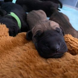Great Dane Puppies from Amor Mio Great Danes