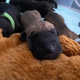 Great Dane Puppies from Amor Mio Great Danes