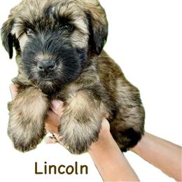 Lincoln - Soft Coated Wheaten Terrier puppy from Valleydayle Doodles and Wheatens