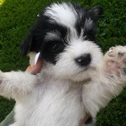 Boy 3 - Parti male Miniature Schnauzer puppy in West Point, Nebraska from Canyon Rose Schnauzers