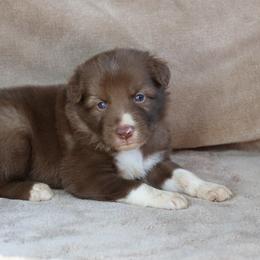 Green Collar - Red male Border Collie puppy in Courtland, Alabama from C Bar C Ranch Border Collies