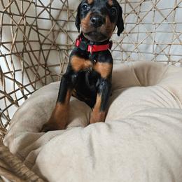 Elara (red) - Black and rust female Doberman Pinscher puppy in Hamilton, Ohio from Little Dragon Dobermans