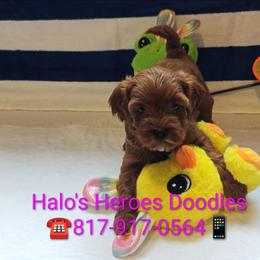 Julia - Red female Cavapoo puppy in Dallas, Texas from Halo's Heroes Doodles