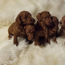 Maltipoo and Poodle Puppies from Kack's Poos