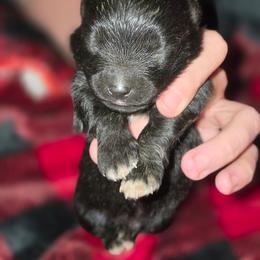 Dante - Black male Pomeranian puppy in Gun Barrel City, Texas from Petite Poms
