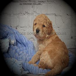 Goldendoodle, Golden Retriever, and Poodle Puppies from Partridge Doodles and Poodles