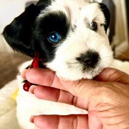 Duke - Parti male Miniature Schnauzer puppy in Deltona, Florida from LIZ FANCY SCHNAUZERS
