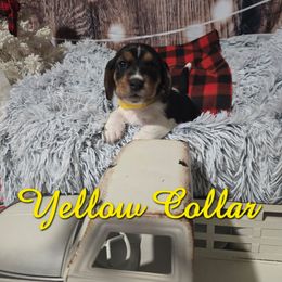 YELLOW BOY - Black white and brown male Basset Hound puppy in Snow Camp, North Carolina from V's Southern Angels