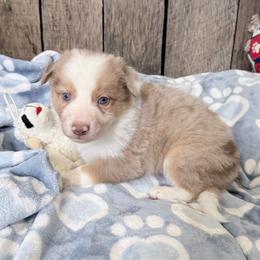 Cooper - Gold merle male Border Collie puppy in Guffey, Colorado from Sunset Ridge