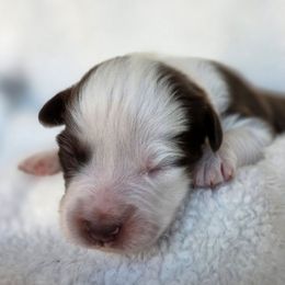 Donner - Red tri-color male Australian Shepherd puppy in Anthony, Florida from Out of the Blue Aussies