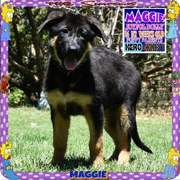 MAGGIE PURE SWEETNESS - Black and red female German Shepherd puppy in Murrieta, California from Diamond Oaks German Shepherds