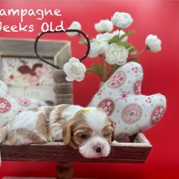 Champagne - Blenheim male Cavalier King Charles Spaniel puppy in Bainbridge, New York from M & M Cavaliers