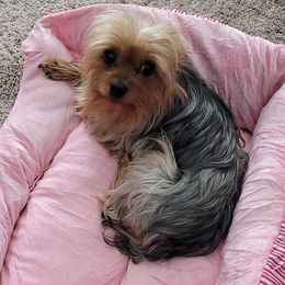 Yorkshire Terriers from S&D's Precious Yorkies