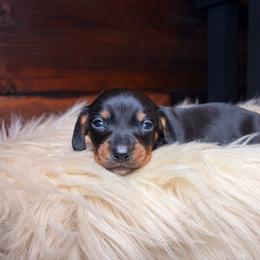 Aeros - Black and tan male Dachshund puppy in Washburn, Tennessee from Clinch Mountain Dachshunds