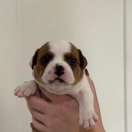 Orange Collar Boy - Red and white male Staffordshire Bull Terrier puppy in Scappoose, Oregon from Stumptown Staffordshire Bull Terriers