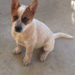 Australian Cattle Dog Puppies from Devon’s ACDs