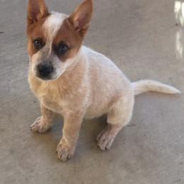 Australian Cattle Dog Puppies from Devon’s ACDs
