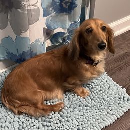 Moana - Dachshund
