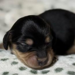 Daphne - Black and cream female Dachshund puppy in Salem, Oregon from Longdox Mini Dachshunds