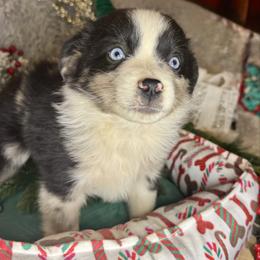 Johnny Walker - Blue merle male Miniature Australian Shepherd puppy in California from Eagle River Aussies