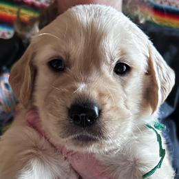 Green-- Eva - Golden female Golden Retriever puppy in Kenosha, Wisconsin from Gail’s Goldens