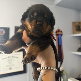 Girl 1 - Black and rust female Rottweiler puppy in Cleveland, Texas from Vom Haus Fantasy Rottweiler Kennel