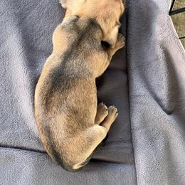 Dachshund Puppies from Witchy Woman’s Wiener’s