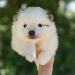 Sable parti boy 3 - Orange parti male Pomeranian puppy in Brighton, Colorado from POMS OF CBBK