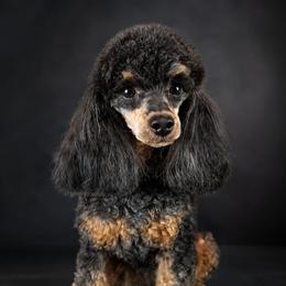 Zena - Poodle