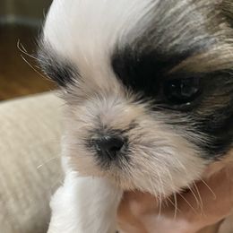 Shih Tzu Puppies from Willow Lane Shih Tzus