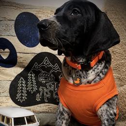 Orange collar Male 2 - Black and white male German Shorthaired Pointer puppy in Hardeman County, Tennessee from Howell Farm GSP