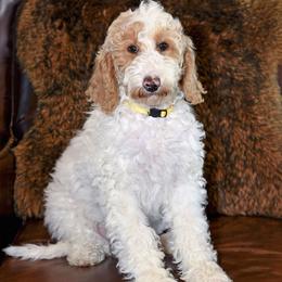 Sunny - Parti female Goldendoodle puppy in Idaho Falls, Idaho from High Quality Goldendoodles