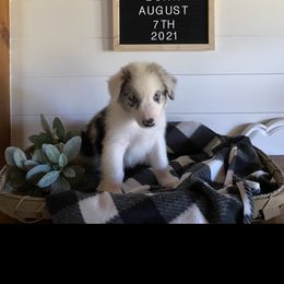 Australian Shepherd Puppies from Ozark Mountain Aussies
