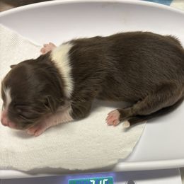 Australian Shepherd Puppies from francoise Long